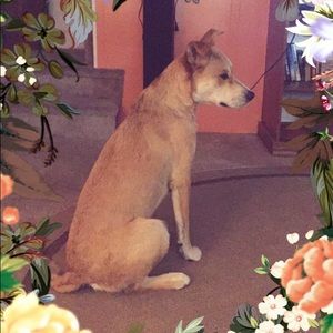 Meet your Posher, Josie